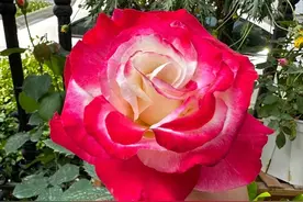 月季界的“巨无霸”，花径15厘米，强香型，皮实抗病，花期春至秋图片