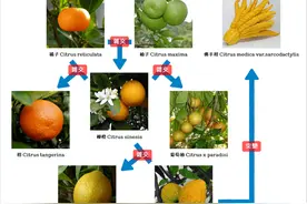 金桔品种你了解多少？中国产地有哪些？（一文全告诉你）图片