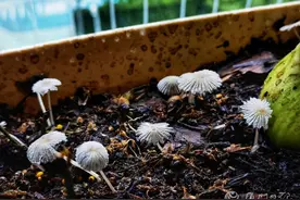 大雨！暴雨！厦门不少市民惊呼：家里发霉了！疾控提醒图片