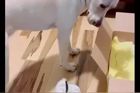 网友把脚抬起来给狗狗闻，它闻了一下立马转过头去，连狗都嫌臭啊图片