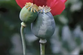 禁种罂粟，铲除毒害，让“罪恶之花”无处绽放！图片