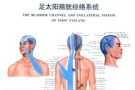 中医精美3D经络图，足太阳膀胱经，大河养生古法八段锦必备图片