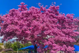 星巴克从这里启航，全美最宜居的城市，西雅图你去过吗？图片
