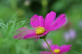 70岁老人想和50岁保姆结婚，保姆：答应我四个条件，否则免谈图片