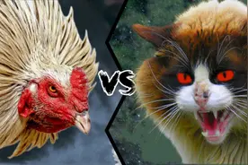 鸡vs猫，如果两者一对一单挑，谁才是真正的家养第一霸呢？图片