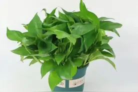 家里有绿萝的注意了！这4个地方千万不要摆放，看完涨知识了！图片