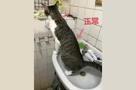 猫咪尿闭应该如何预防和自查？图片