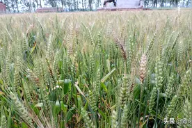 防治小麦赤霉病，究竟需要喷施几遍药，才能控制住赤霉病蔓延图片