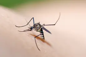 每年有72.5万人因蚊虫叮咬去世，小小蚊子也能致命，专家建议用好蚊香、蚊帐两大杀手锏图片