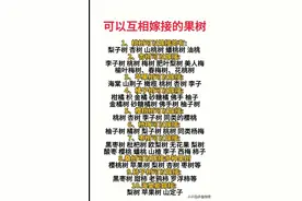 今天才知道，原来这些果树可以互相嫁接。太涨见识了。图片