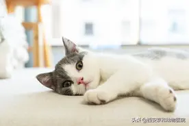 猫咪绝育后的表现，这几条一定要注意图片