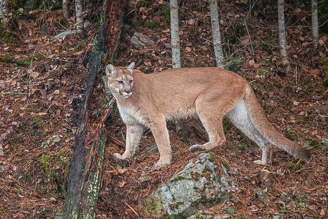 北美兽王争霸：狼群抢劫杀害美洲狮，美洲狮趁狼落单要它命