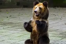 西藏一男子住无人楼，遭到三头棕熊查房，人胆大拍照，狗子已吓尿图片