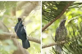 到底是谁在那“喔噢~喔噢~喔噢~~~”！！！图片