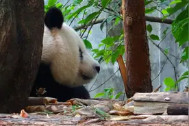 今天是国际珍稀动物保护日，快来认识一下这些小可爱图片
