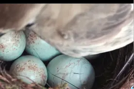 动物界“代孕”技术，一个比一个离谱图片