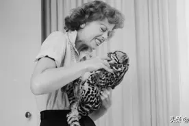 猫爱咬人是怎么回事？两个常被忽视的原因！如何避免猫突然咬你？图片