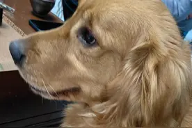 大金毛外30篇 史上最悲催也最幸运的大金毛，死里逃生想把一切忘掉图片