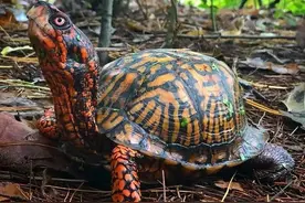 7月东箱龟最新价格以及前景分析图片