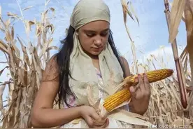 10.30日，玉米价格继续震荡图片