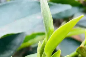 被誉为云南普洱茶的“王后”——冰岛老寨古树茶图片