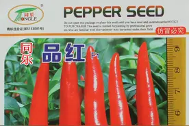 极品红朝天椒艳红朝天椒种子图片