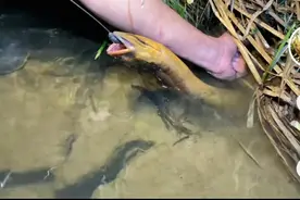 黄鳝能长多大？36斤实在是太罕见图片