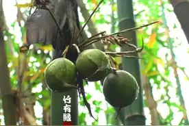 世界上竟有如此不正经的竹子！图片