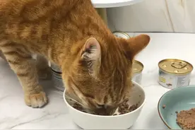 猫粮中的诱食剂到底是什么？猫咪挑嘴别担心，提高食欲有妙招图片