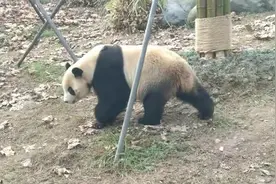 熊猫战斗力真相：战力强是吹出来的吗？真能秒杀狮虎、快过刘翔？图片