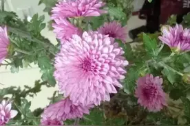 一个女孩儿是怎么蜕变成女人的？图片