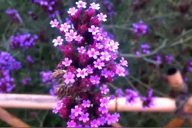 男人主动撩中年女人，可能只有两个目的，第二个很常见图片