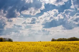 保险合同中的现金价值是什么意思？图片