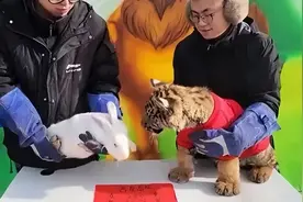 动物园“虎兔交接”仪式，兔子险成“年夜饭”【三分钟新闻早知道】图片