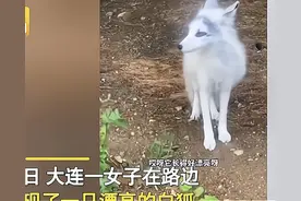 大连：女子街头偶遇白狐，它的“美貌”让人惊叹，网友：仙气十足图片