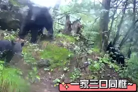 熊出没！黑熊一家三口同框现身秦岭太平国有生态林场图片