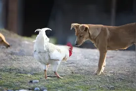 老话：老狗成精，鸡不过五年，狗不过八年，若违背会招来邪祟？图片