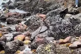 最丑最鲜美的海鲜生长在广东湛江海岛礁石上，500块一斤供不应求图片