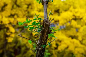 理想的初始股份结构图片