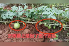 湖南有个农民发明了西瓜跨篮法，一株结出十多个大西瓜图片