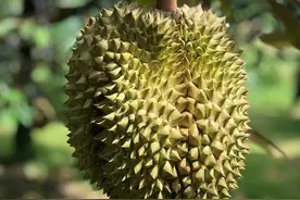 格物致知之格榴莲｜昨日看错了我，今日又看错了，可我依然还是我图片