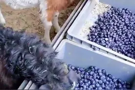 男子将价值2000多元蓝莓喂羊，当事人：不新鲜了没法卖，平时有品质不好的水果也会给羊吃图片