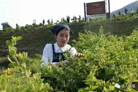 山东平邑：金银花开扮新城图片