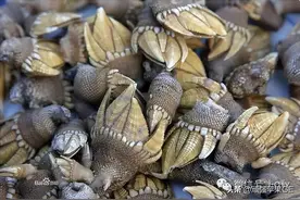 海鲜大全，以后不怕不认识海鲜了图片