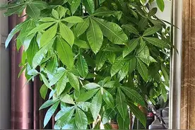 寓意很好的3种盆栽，名字带“钱”，养一盆在家，美观耐看财运旺图片