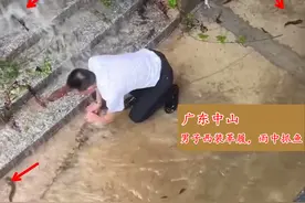 中山男子西装革履却在雨中淡定捕鱼走红，网友：这种快乐不常有图片