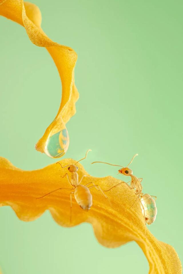 太震撼！适马105mm微距镜头下的梦幻蚂蚁王国