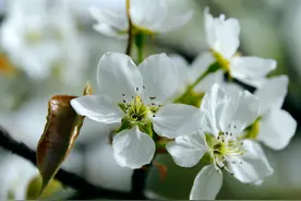四月春光好 又见梨花开，古诗词里的梨花，占尽天下白，压尽人间花图片