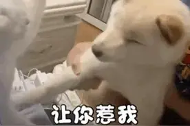 表情包：打你打你图片