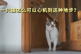 捡来的田园猫因为吃醋，开窗把我家蓝猫给放生了图片